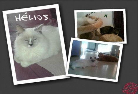 Hlios  - Chatterie Ragdolls du Val de Beauvoir